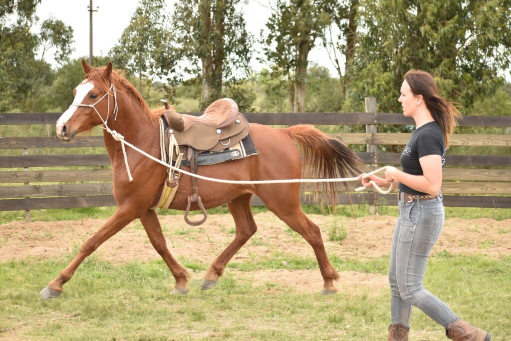 conexión del humano con el caballo