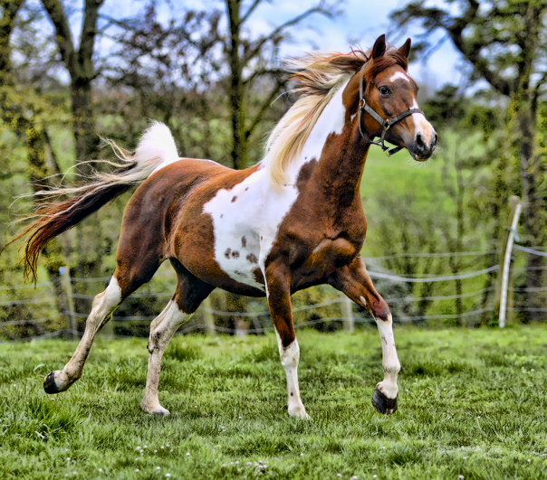 caballo arabe color marron y blanco