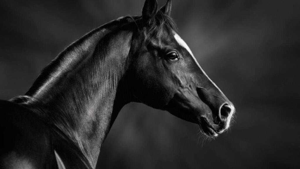 caballo arabe negro