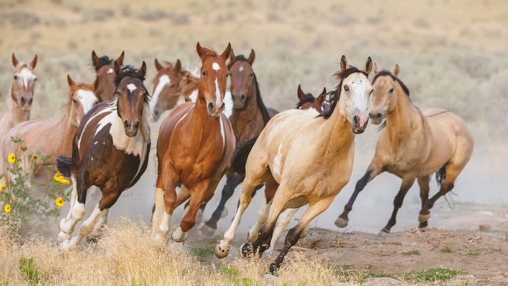 Caballo Mustang una mirada profunda a esta raza 2024 - Doma Natural Amura