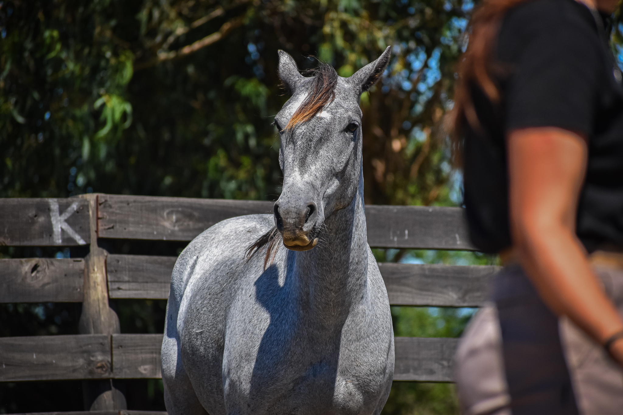 caballo de cursos de doma natural 2024 AMURA