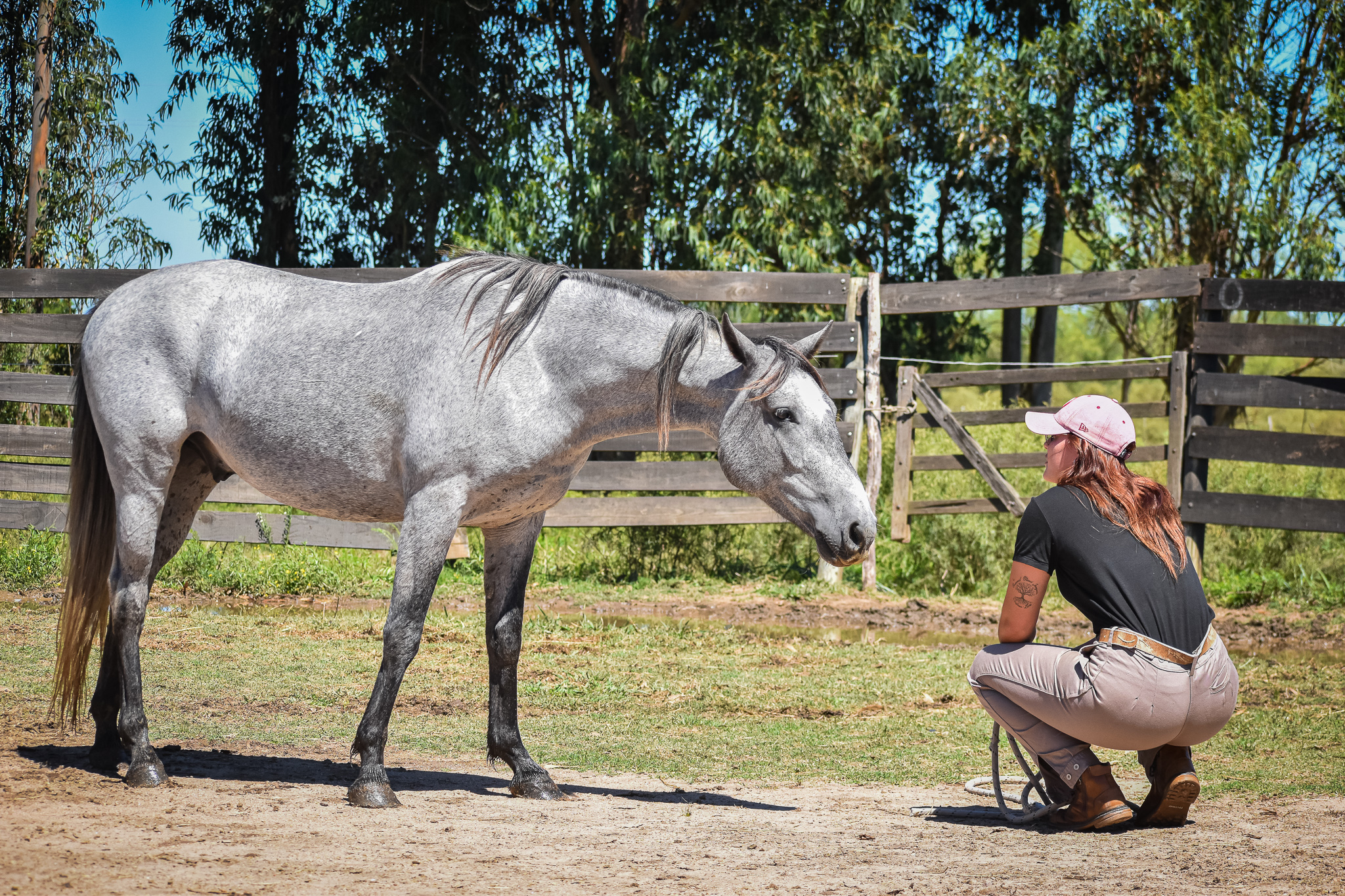 cursos de doma natural iniciacion potros 2024