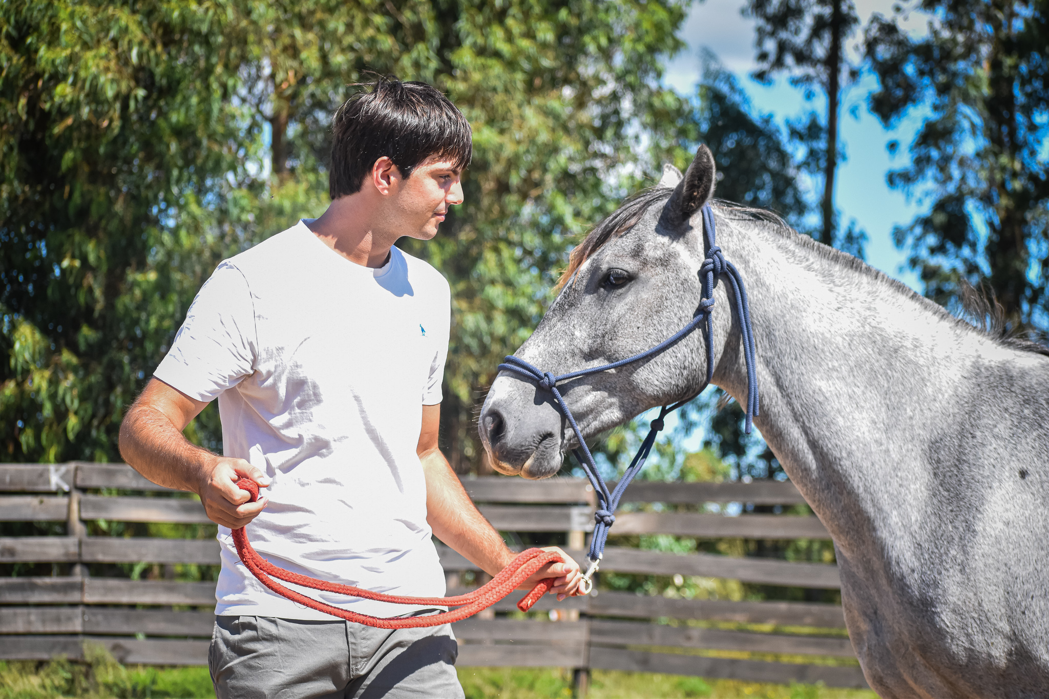 reconocioendo el caballo en doma natural