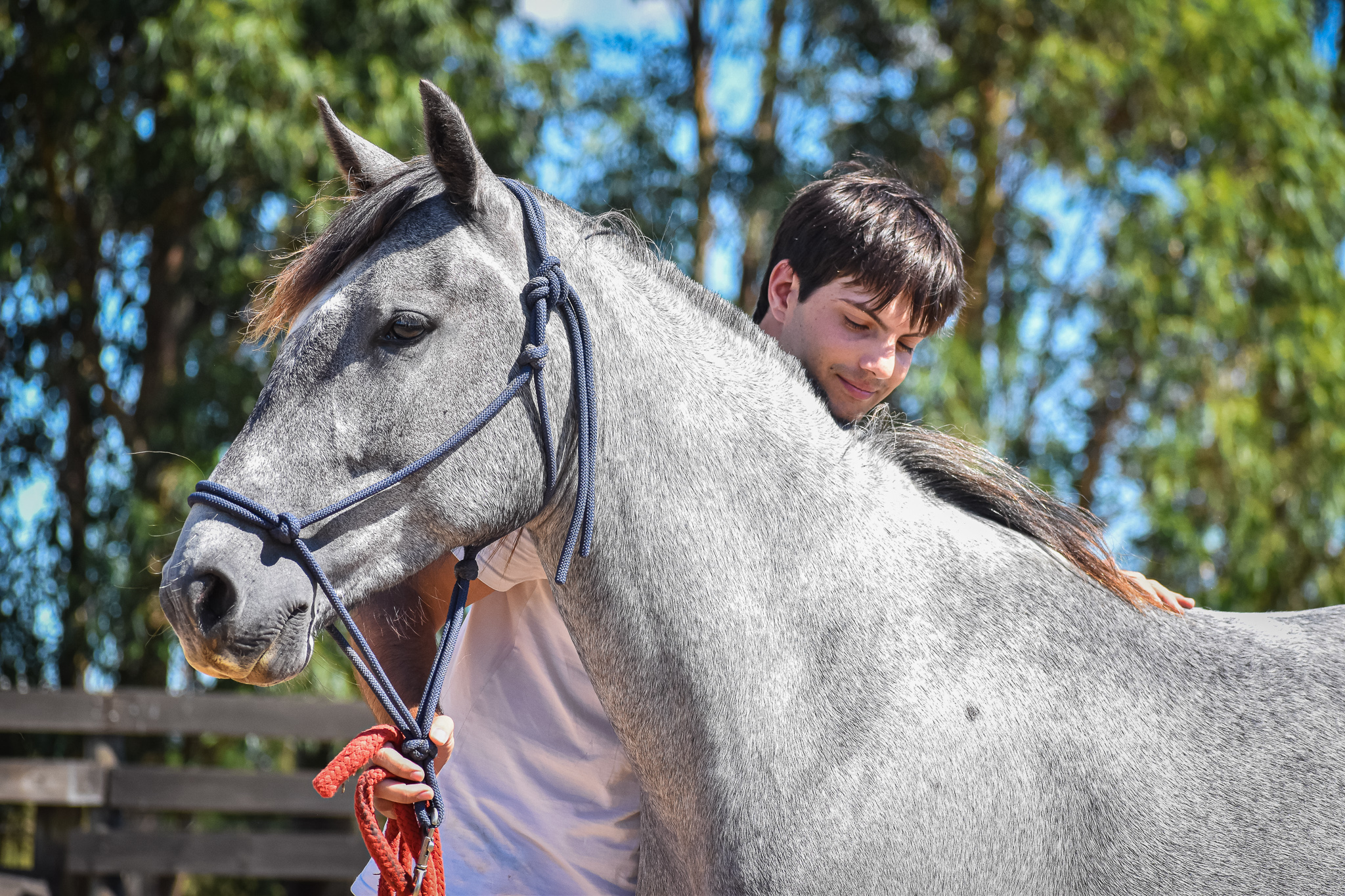 inicios de doma natural de caballos