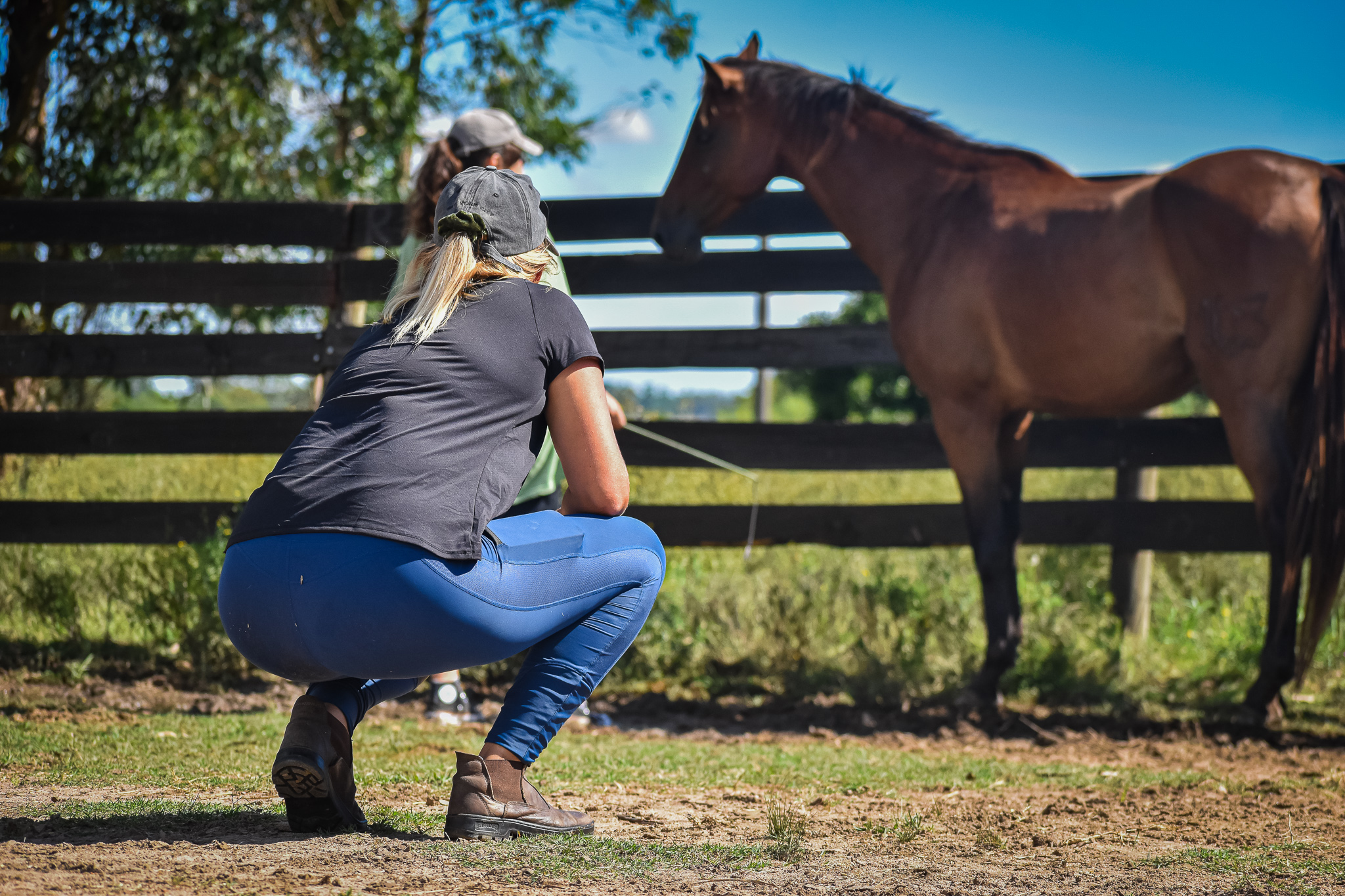 chequeo de la doma de caballos