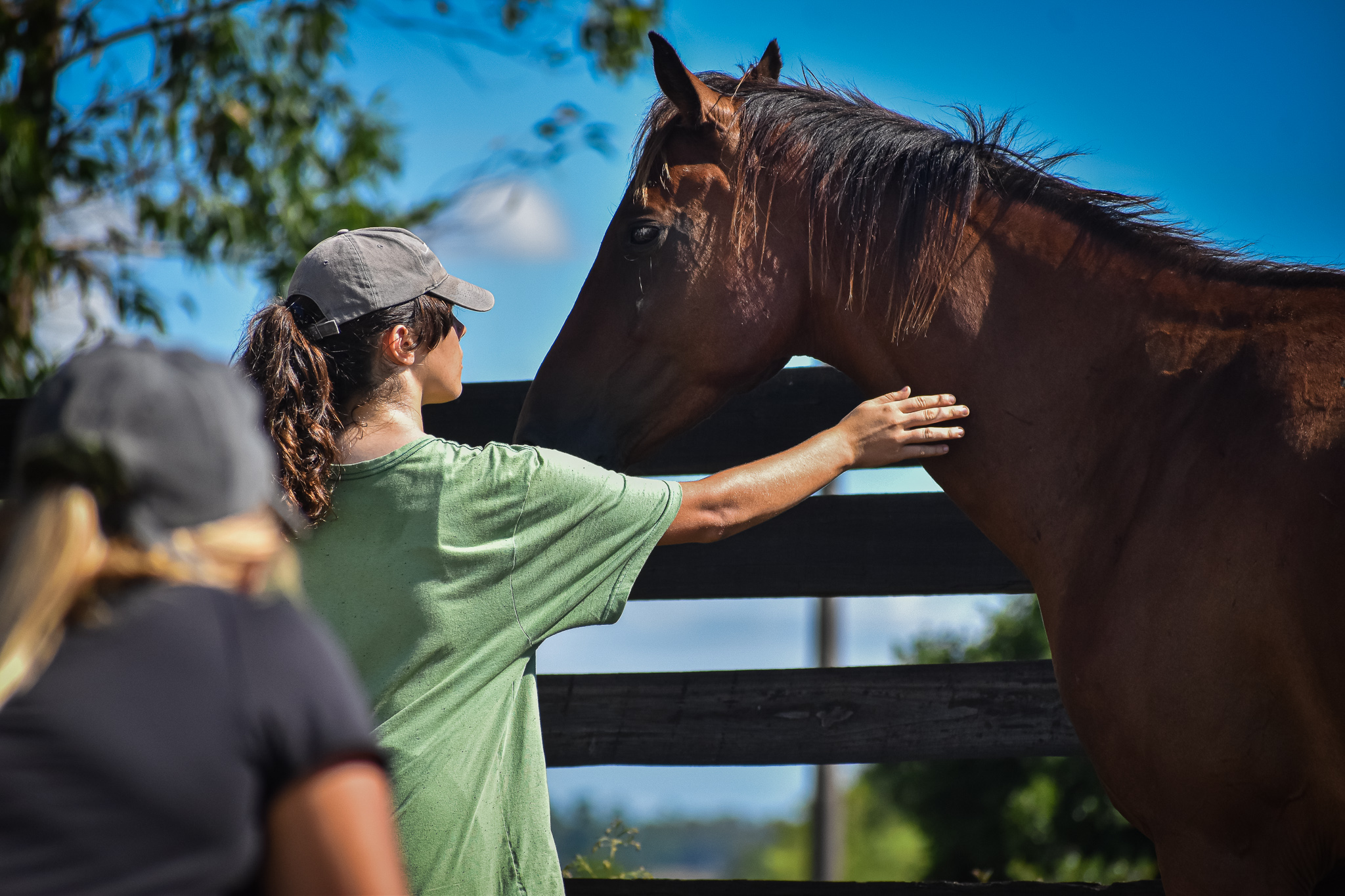 iniciacion visual con el caballo en los cursos de doma natural