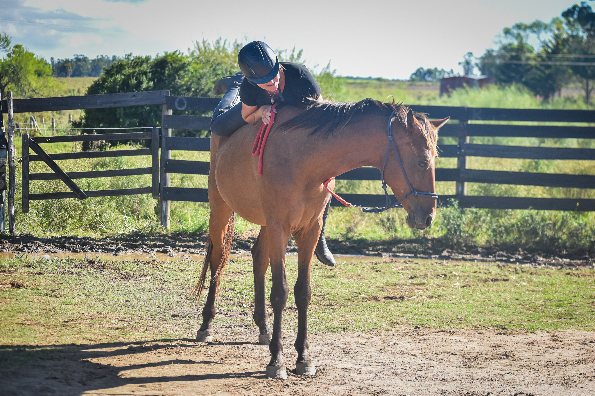 jinete subiendo al caballo en doma natural