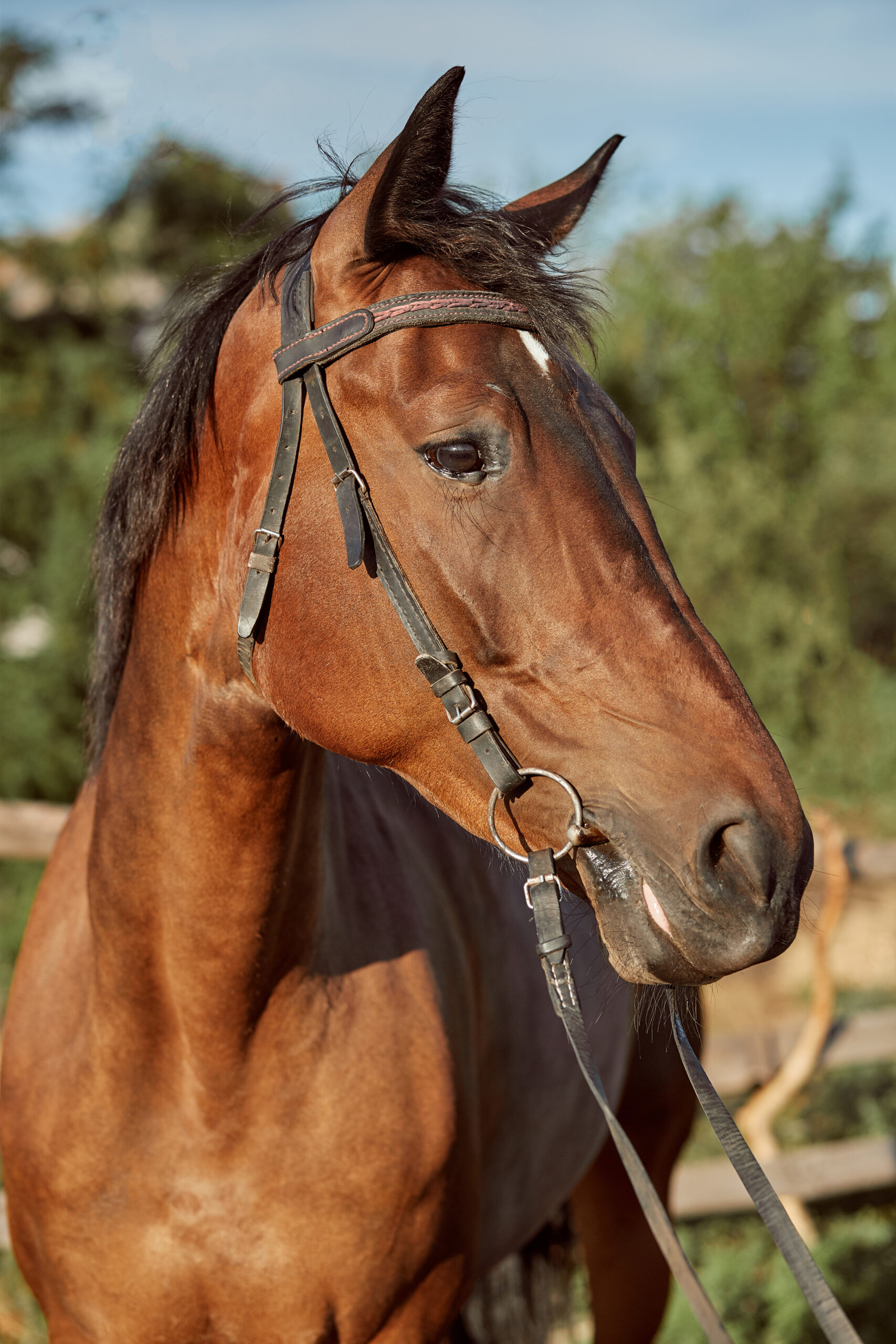 Por que los caballos no vomitan