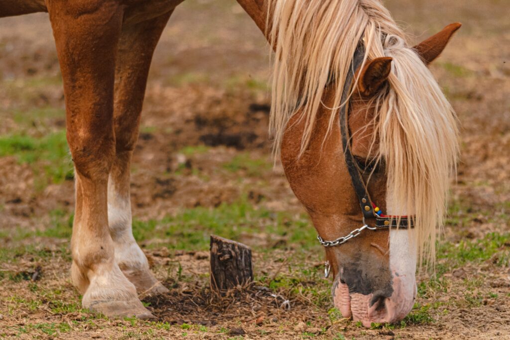 caballo comiendo