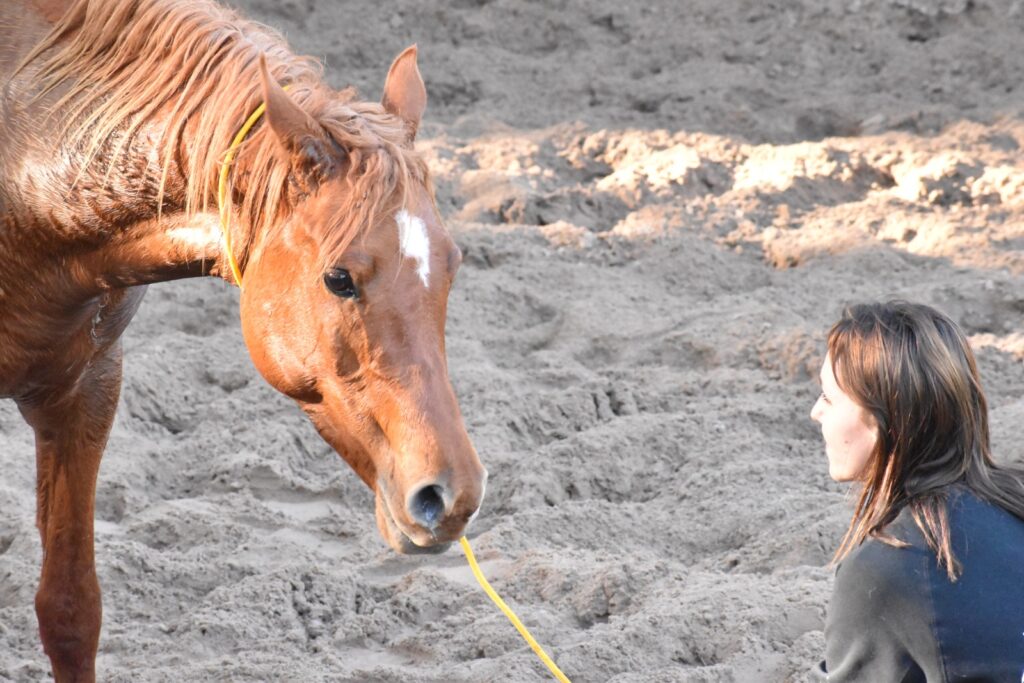 POR QUE LOS CABALLOS NO VOMITAN 