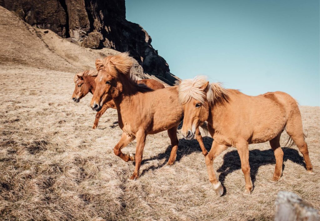 caballo mustang habitat