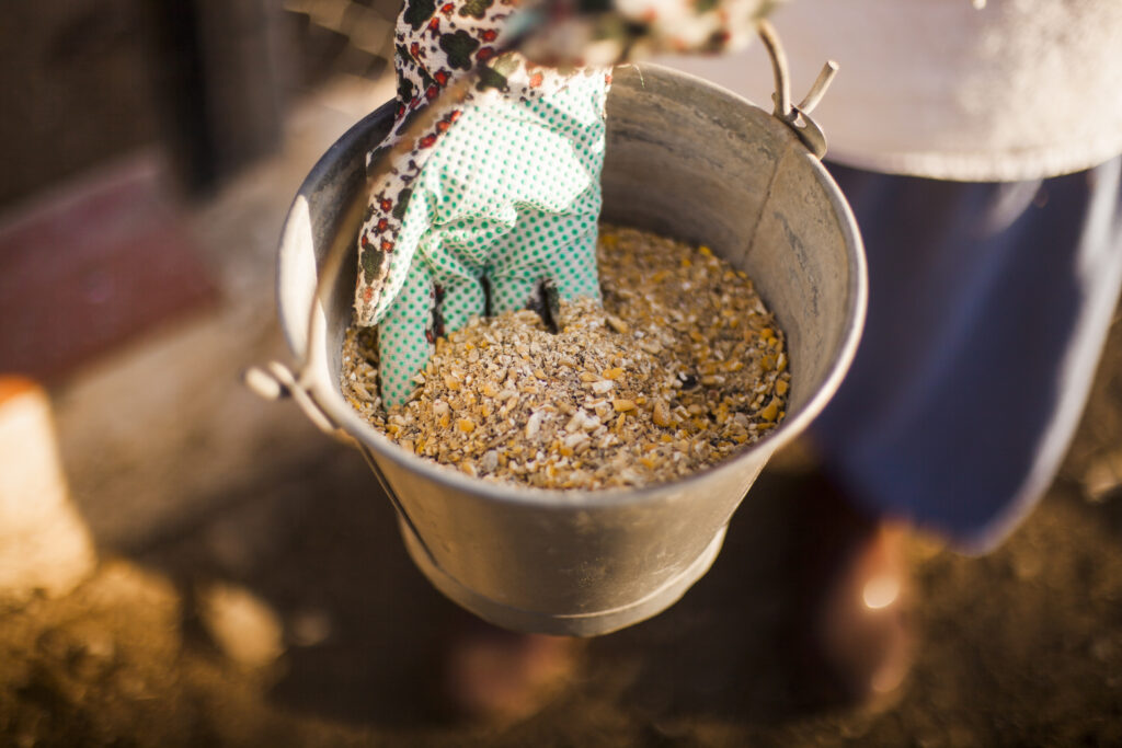 nutrición de los caballos árabes