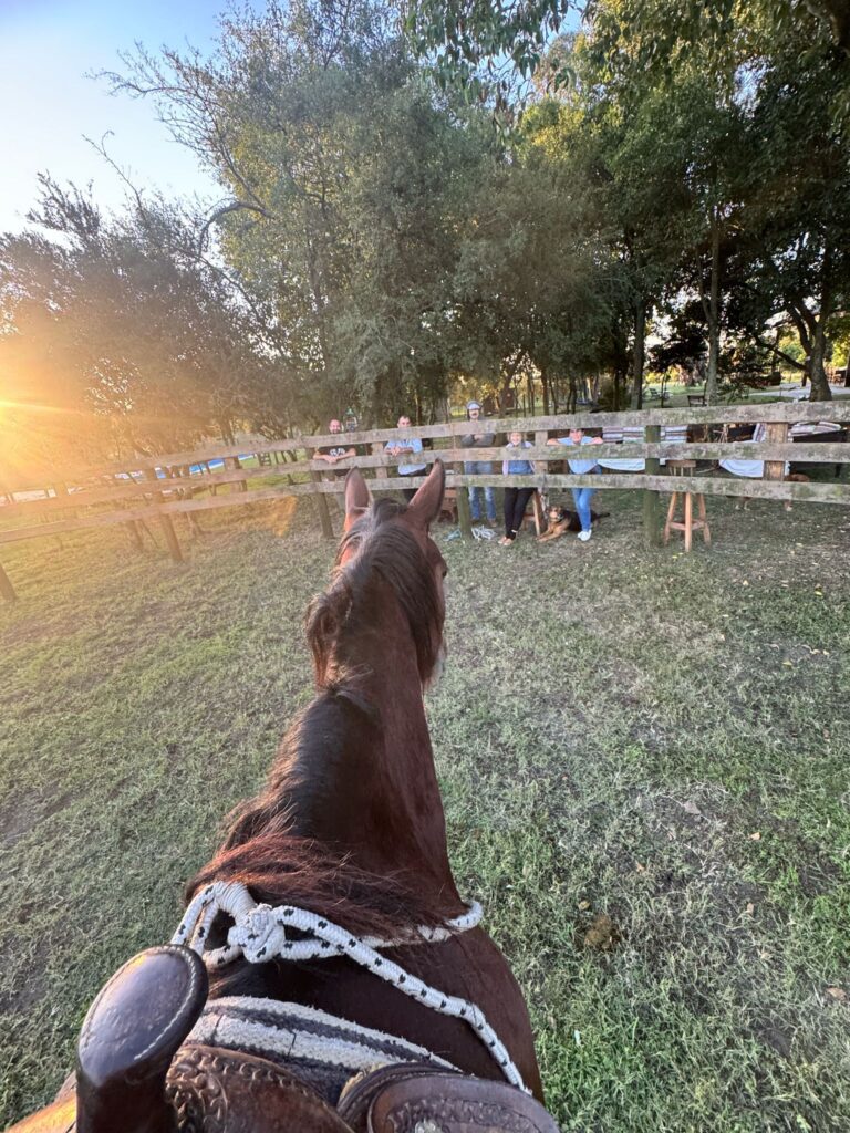 Por qué los caballos mueven la cabeza de arriba a abajo