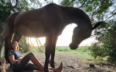 Por qué los caballos mueven la cabeza de arriba a abajo