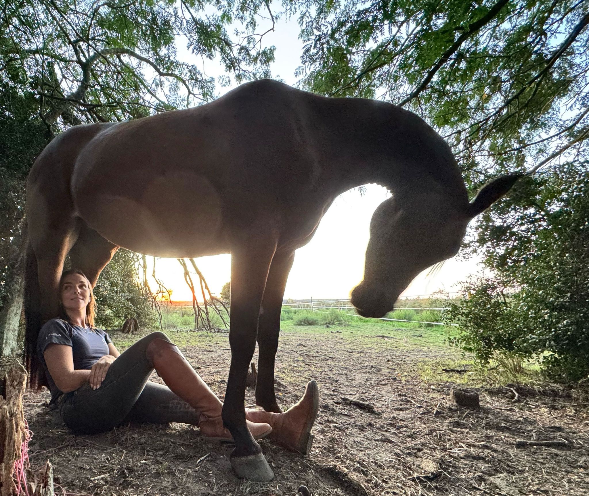 Por qué los caballos mueven la cabeza de arriba a abajo