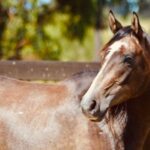 tu caballo no se deja ensillar