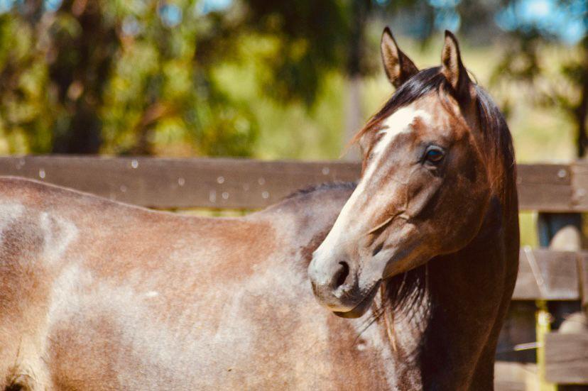 tu caballo no se deja ensillar