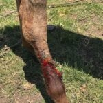 caballo dañado por alambre en su pata socorrido por alwina murawski y diego oliver