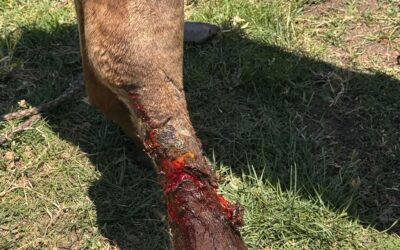 caballo dañado por alambre en su pata socorrido por alwina murawski y diego oliver