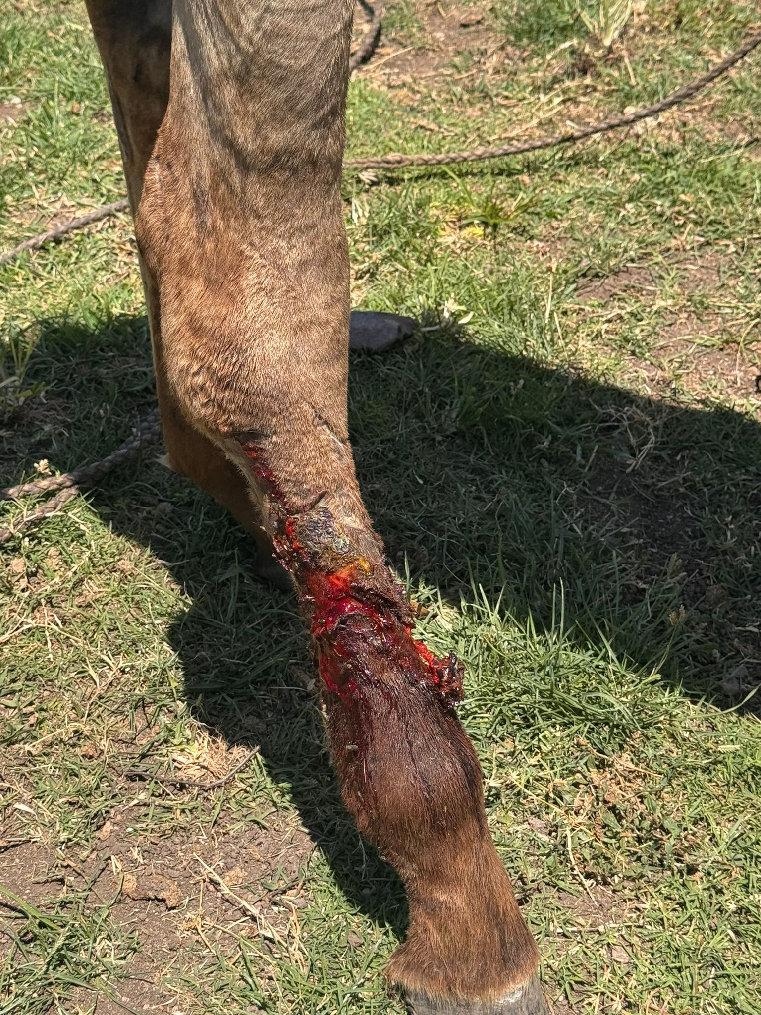 caballo dañado por alambre en su pata socorrido por alwina murawski y diego oliver