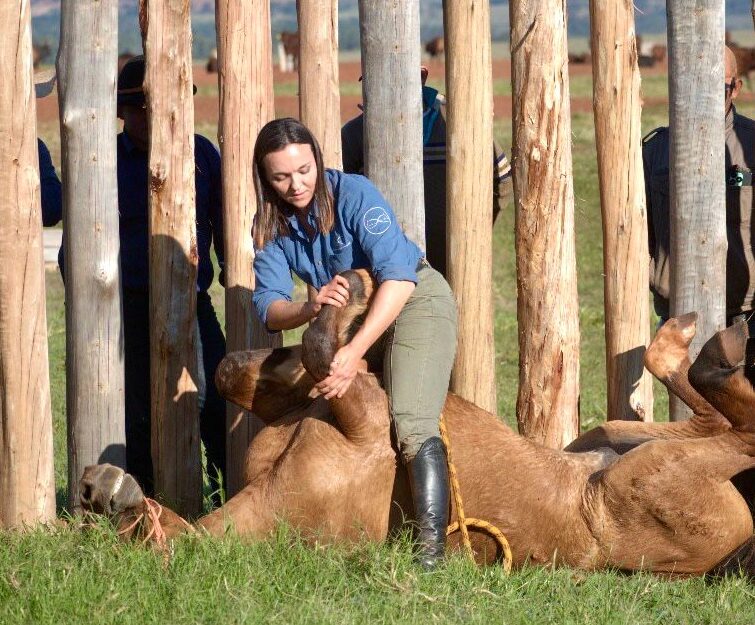 alwina murawski domadora profesional de caballos