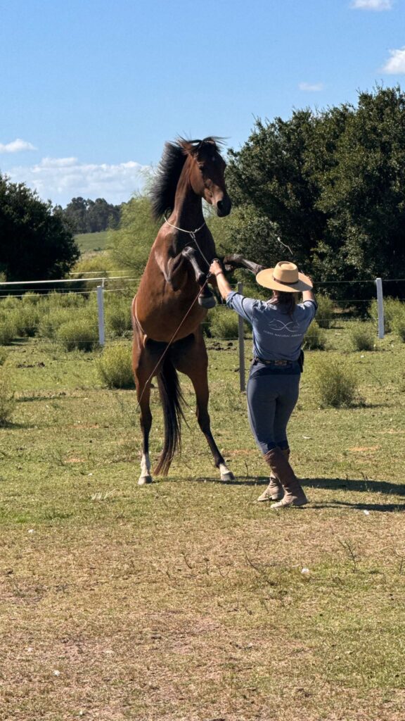 Mi caballo no se deja agarrar en el potrero: Cómo solucionarlo con doma natural