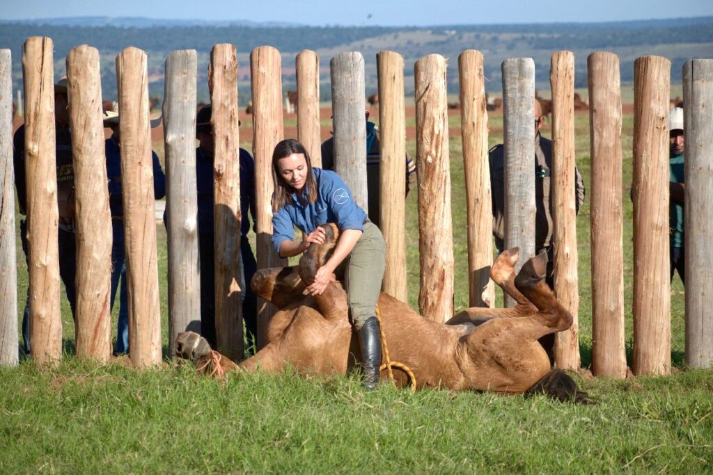 Mi caballo no se deja agarrar en el potrero: Cómo solucionarlo con doma natural